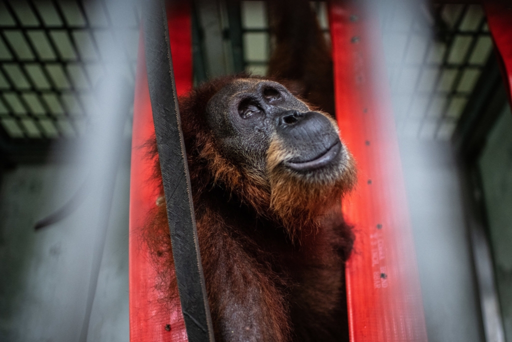 Named “Hope” by her rescuers, an orangutan in Indonesia who was shot 74 times with pellets by villagers and blinded now lives in an enclosure. Photo: Bryan Denton / The New York Times
