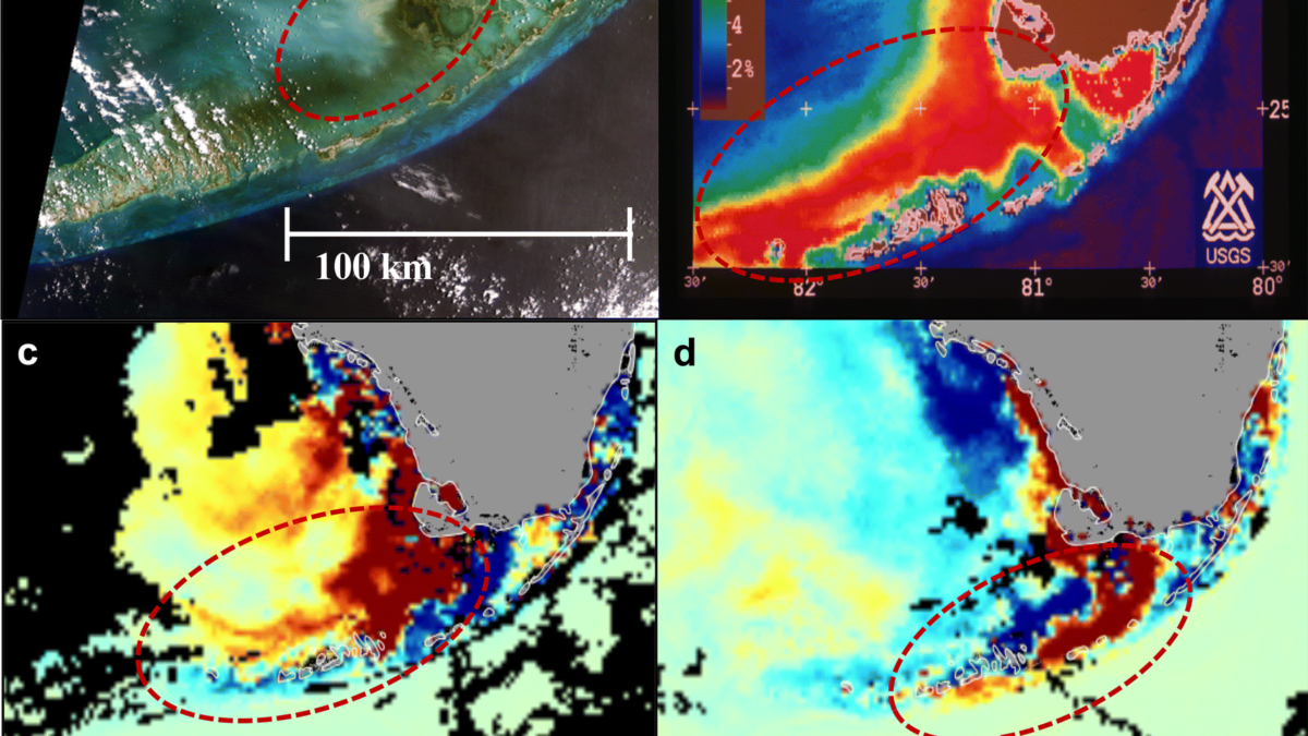 Remote sensing imagery of discolored water and algal blooms in the Florida Bay and the Florida Keys region between 1992 and 2013 showing connectivity of the mainland and the lower Florida Keys, all outlined in red. (a) Landsat true color image on 29 May 1992 shows turbid water in western Florida Bay and discolored, black water in central Florida Bay that extends southward to the lower Florida Keys; (b) AVHRR reflectance image on 12 March 1996 shows high turbidity from the Shark River Slough plume extending beyond the lower Florida Keys towards Dry Tortugas; (c, d) VIIRS chlorophyll a anomaly images show phytoplankton blooms off Shark River Slough reaching the lower Florida Keys that were partially composed of the cyanobacterium, Synechococcus, on (c) 24 November 2013 and (d) 27 January 2014. Graphic: Lapointe, et al., 2019 / Marine Biology