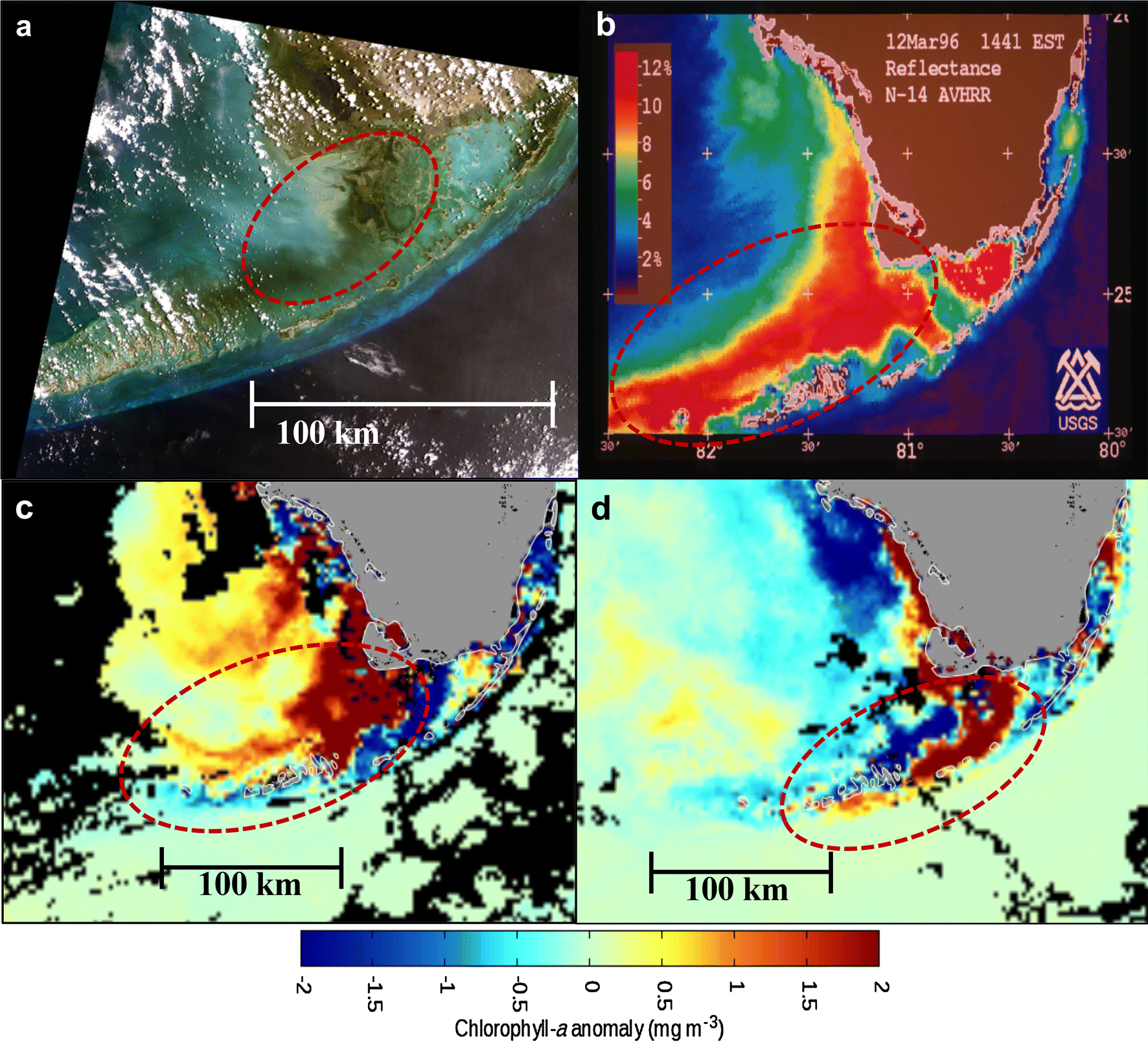 Remote sensing imagery of discolored water and algal blooms in the Florida Bay and the Florida Keys region between 1992 and 2013 showing connectivity of the mainland and the lower Florida Keys, all outlined in red. (a) Landsat true color image on 29 May 1992 shows turbid water in western Florida Bay and discolored, black water in central Florida Bay that extends southward to the lower Florida Keys; (b) AVHRR reflectance image on 12 March 1996 shows high turbidity from the Shark River Slough plume extending beyond the lower Florida Keys towards Dry Tortugas; (c, d) VIIRS chlorophyll a anomaly images show phytoplankton blooms off Shark River Slough reaching the lower Florida Keys that were partially composed of the cyanobacterium, Synechococcus, on (c) 24 November 2013 and (d) 27 January 2014. Graphic: Lapointe, et al., 2019 / Marine Biology