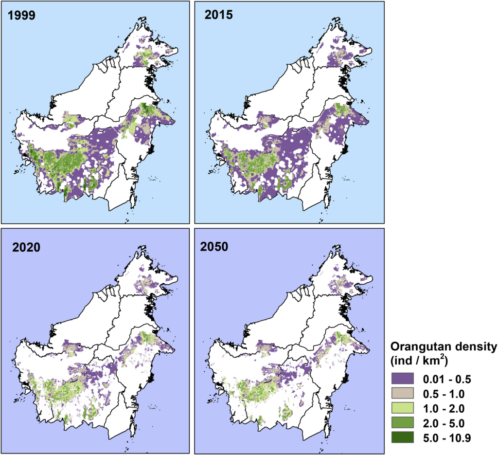 Spatial distribution of estimated orangutan densities on Borneo for the year 1999 and 2015 and projections to 2020 and 2050.  Bornean orangutan density per 1 km2 in the beginning and the end of the study period and for 2020 and 2050. Between 1999 and 2015, high-density areas (dark green) disappeared, and medium-density areas (light green) declined. Low-density areas (beige and purple) expanded. Future estimates are based on projected forest loss; therefore, map representations between model estimates and future projections differ. Areas in which forest was projected to be lost also lose the resident orangutans. Hence, maps between 2015 and 2020 seem to lose many fragments inhabited by orangutans, but they already had low density before. Between 2020 and 2050, further areas were projected to lose forest, but the loss is less visible. Graphic: Voigt, et al., 2018 / Current Biology