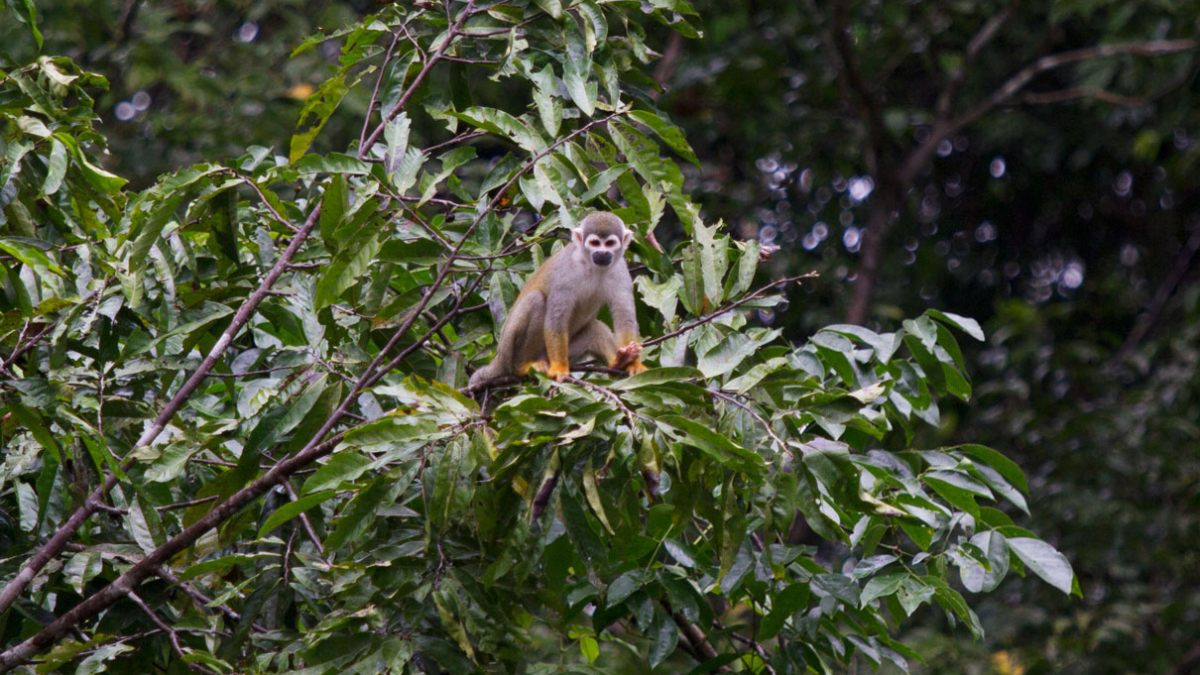 Squirrel monkeys (Saimiri sciureus) play in the trees, along the Yasuni river. Photo: Kimberley Brown / Mongabay