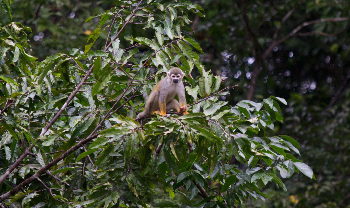 Squirrel monkeys (Saimiri sciureus) play in the trees, along the Yasuni river. Photo: Kimberley Brown / Mongabay