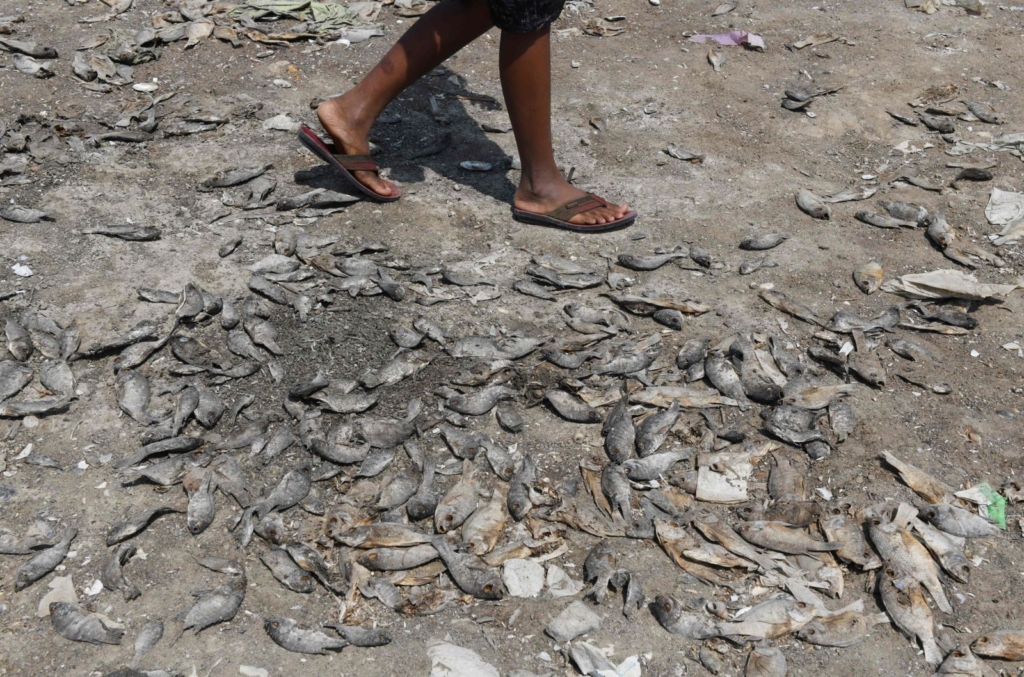 The dry bed of a lake is covered in dead fish outside Chennai on 9 June 2019. Photo: Arun Sankar / AFP / Getty Images