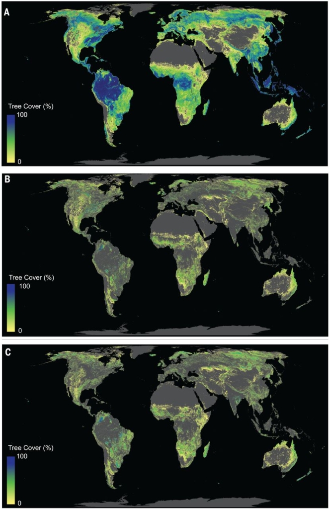 World map showing the current global tree restoration potential. (A) The global potential tree cover representing an area of 4.4 billion ha of canopy cover distributed across the world. (B and C) The global potential tree cover available for restoration. Shown is the global potential tree cover (A), from which we subtracted existing tree cover (15) and removed agricultural and urban areas according to (B) Globcover (16) and (C) Fritz et al. (17). This global tree restoration potential [(B) and (C)] represents an area of 0.9 billion ha of canopy cover. Graphic: Bastin, et al., 2019 / Science