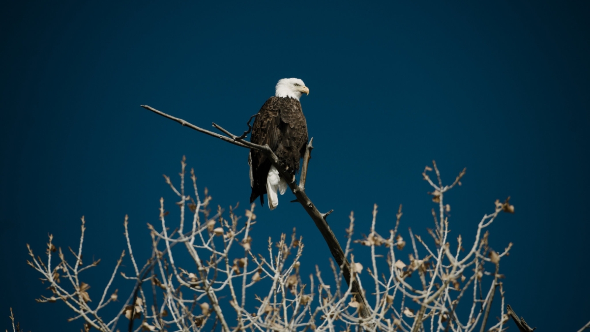 A bald eagle, one of the Endangered Species Act’s success stories, near Castle Dale, Utah. Photo: Brandon Thibodeaux / The New York Times