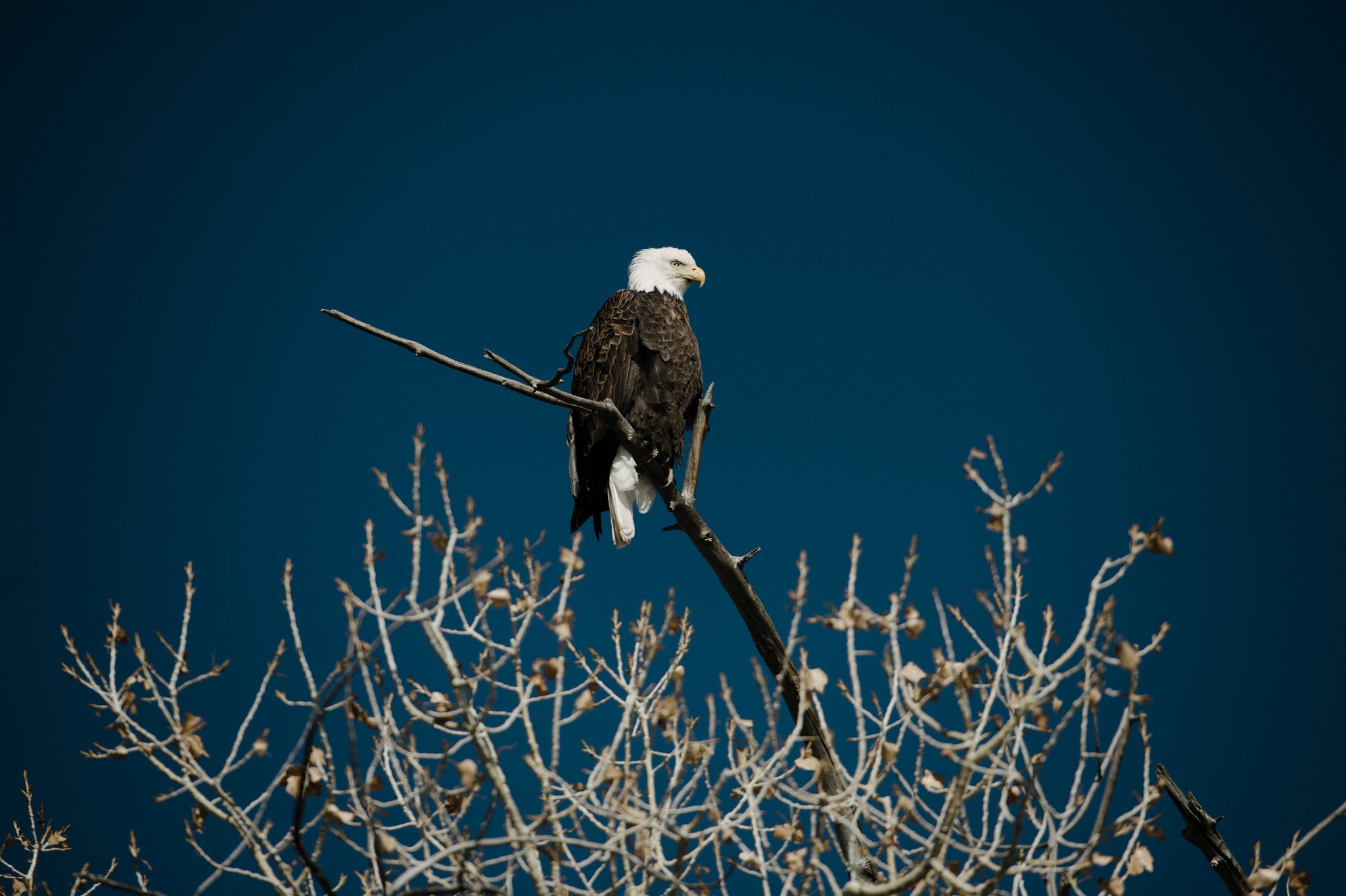 A bald eagle, one of the Endangered Species Act’s success stories, near Castle Dale, Utah. Photo: Brandon Thibodeaux / The New York Times
