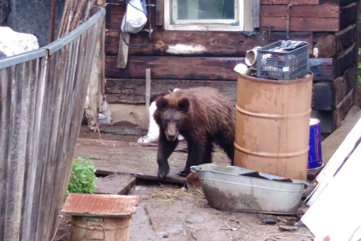 A bear that fled wildfires in Siberia came to people to seek help in the village of Zamzor, Irkutsk region, 1 August 2019. The bear turned out to be aggressive and was shot. Photo: The Siberian Times