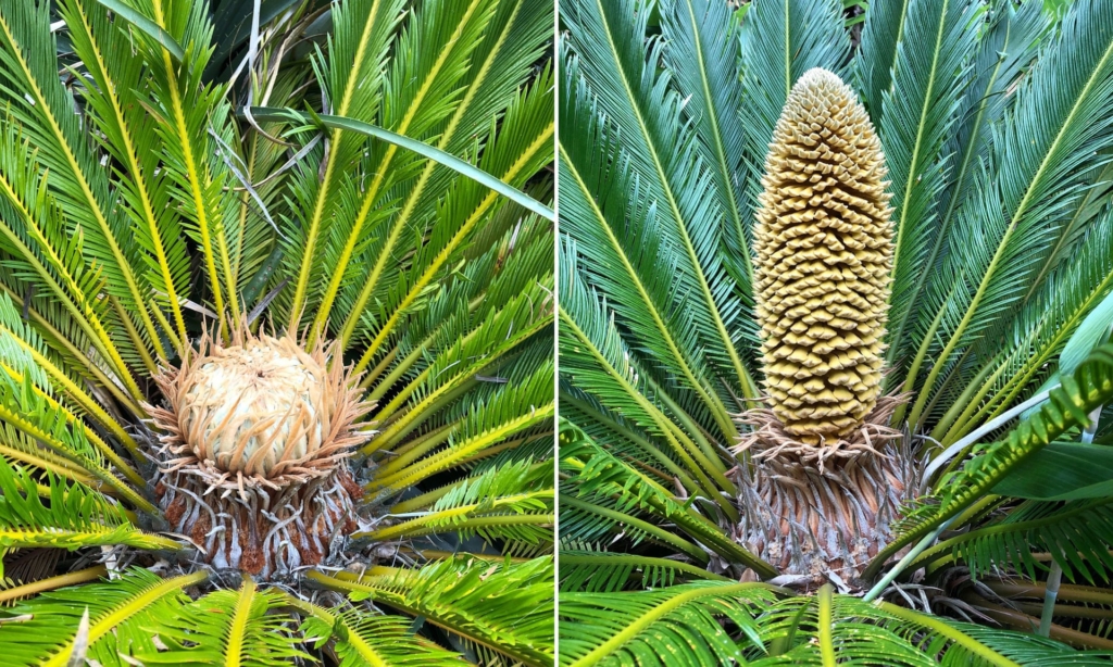 A female (left) and male (right) cycad. On 22 August 2019, Chris Kidd, the curator of Ventnor Botanic Gardens, said, “For the first time in 60 million years in the UK we’ve got a male cone and a female cone at the same time. It is a strong indicator of climate change being shown, not from empirical evidence from the scientists but by plants.” Photo: Ventnor Botanic Garden