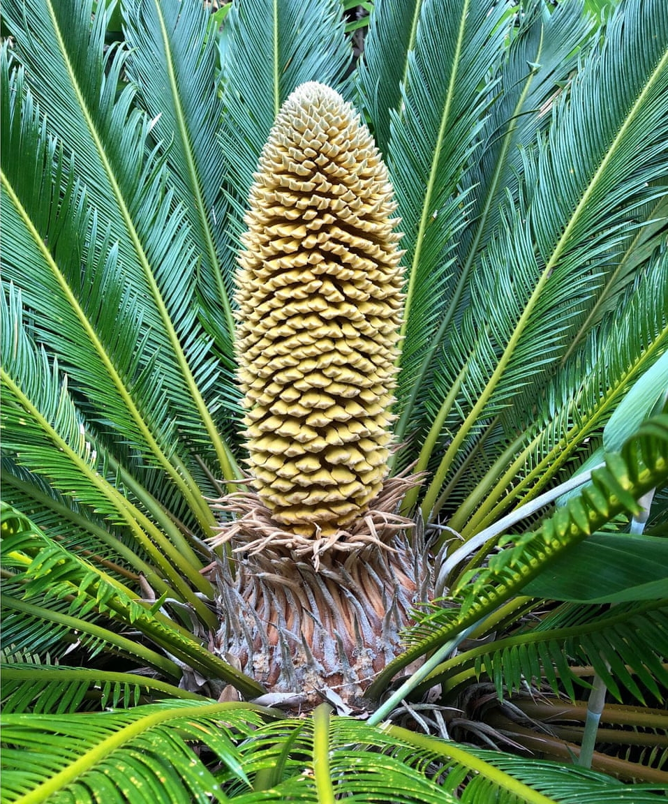 A male cycad. On 22 August 2019, Chris Kidd, the curator of Ventnor Botanic Gardens, said, “For the first time in 60 million years in the UK we’ve got a male cone and a female cone at the same time. It is a strong indicator of climate change being shown, not from empirical evidence from the scientists but by plants.” Photo: Ventnor Botanic Garden