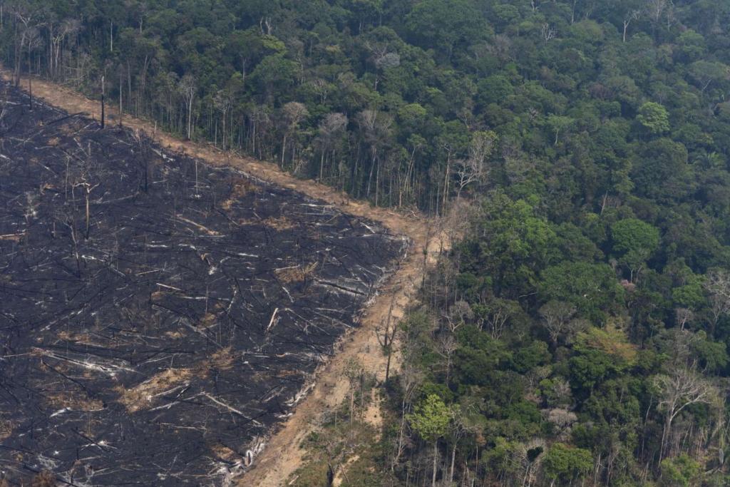 Aerial view of intact rainforest standing next to an area that was burned intentionally near Porto Velho, in the state of Rondonia, on 23 August 2019. Photo: Victor R. Caivano / AP Photo 