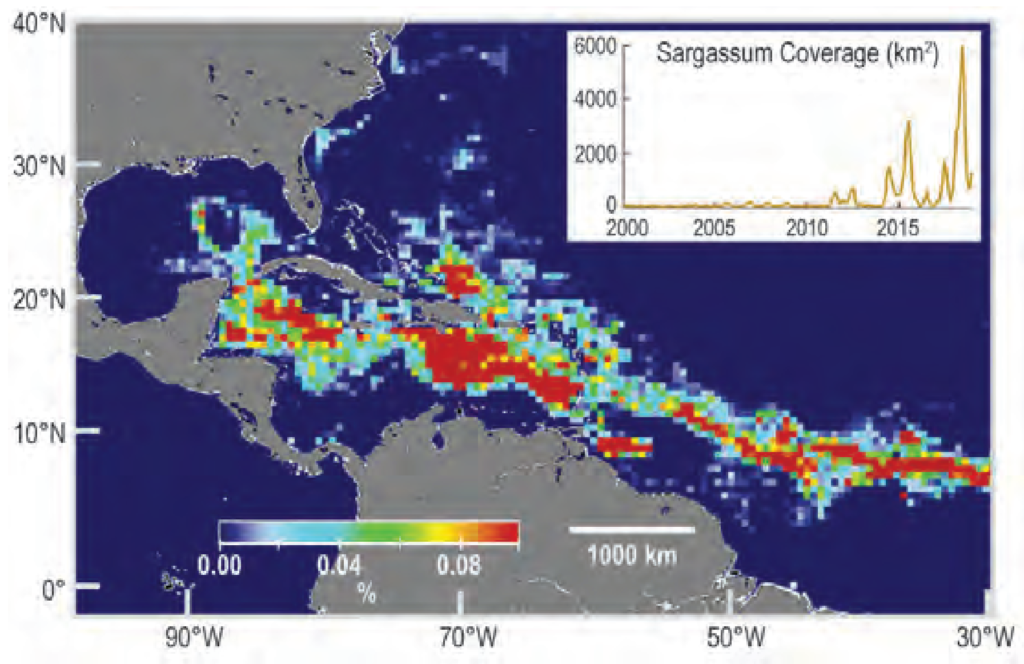 Sargassum areal density in August 2018 derived from MODIS observations (Wang and Hu 2016; Wang 2018). The inset shows the total Sargassum areal coverage (if they are aggregated together) between 2000 and 2018. The coverage extended further east to at least 10°W (not shown here). Graphic: AMS