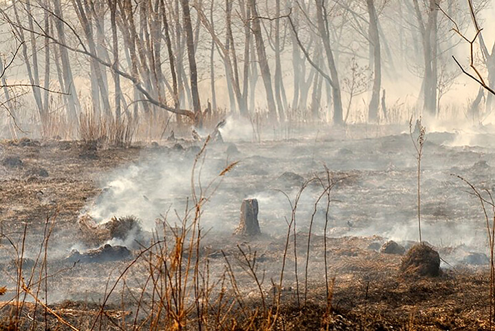 Smoke rises from the ground as wildfires burn through the Irkutsk region of Siberia, 14 August 2019. Photo: The Siberian Times