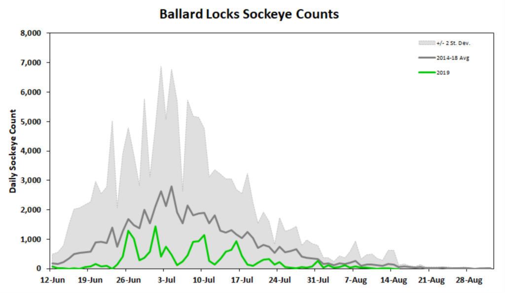 Sockeye salmon counts at Ballard locks on 16 August 2019. The number of sockeye salmon passing through the Ballard Locks Fish Ladder is at all-time low, according to yearly counts dating back to the 1970s. Graphic: Washington Department of Fish and Wildlife