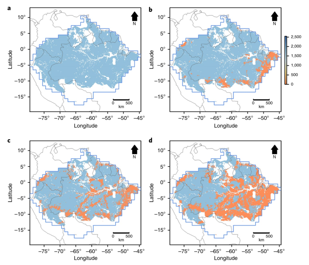 Species loss by climate change for E. coriacea (DC) SA mori. a–d, Loss of E. coriacea (DC) SA Mori, the most common species in Amazonia. (a) Original AOO. (b) Original AOO and deforestation by 2013. (c) Original AOO and 2050 IGS deforestation. (d) Original AOO and 2050 BAU deforestation. Colour scale indicates decrease in AOO from blue (forested area) to red (loss in AOO). Graphic: Gomes, et al., 2019 / Nature Climate Change