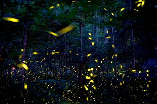 Synchronous fireflies light up the Smoky Mountains. In this 345-second time-lapse exposure, fireflies blink through the woods during the Elkmont Fireflies viewing event at Elkmont Campground in Great Smoky Mountains National Park, Tennessee on Friday, 31 May 2019. The "Photinus carolinus" firefly is the only species in America that can synchronize their light patterns as part of their annual mating ritual. Photo: Calvin Mattheis / News Sentinel