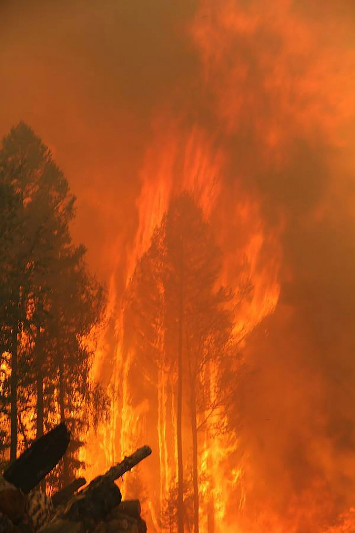 Flames consume a tree as wildfires rage in the Krasnoyarsk region of Siberia, 1 August 2019 Photo: The Siberian Times