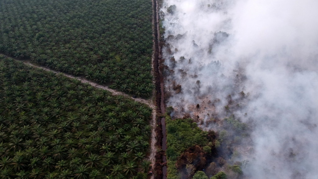 Aerial view of burning rainforest in Indonesia (right) after agribusiness set land-clearing fires for a palm oil plantation (left). Due to global warming, agricultural fires now burn out of control. Photo: Wahdi Septiawan / Ntara Foto / Reuters