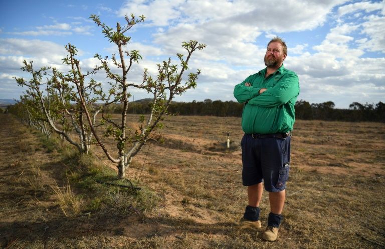 Angus Ferrier stands by his few remaining citrus trees at his drought-hit orchard Stanthorpe, regional Queensland. Photo: William West / AFP Photo
