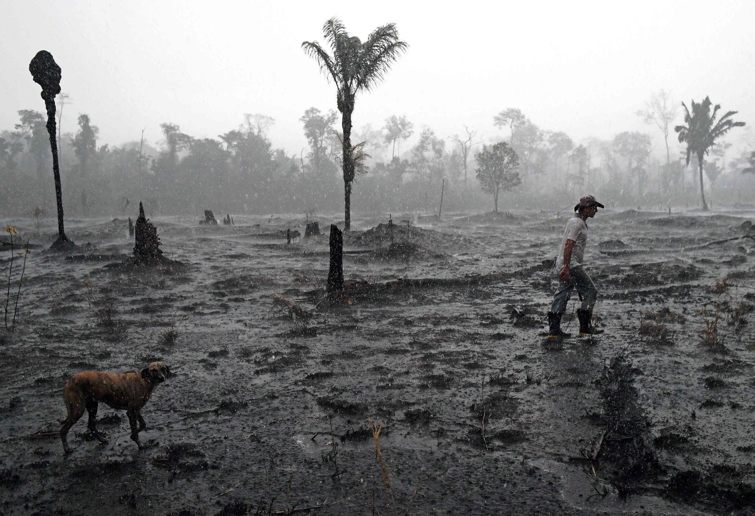 Brazilian farmer Helio Lombardo Do Santos and a dog walk through a burned area of the Amazon rainforest, near Porto Velho, Rondônia state on 26 August 2019. Photo: Carl De Souza / AFP / Getty Images