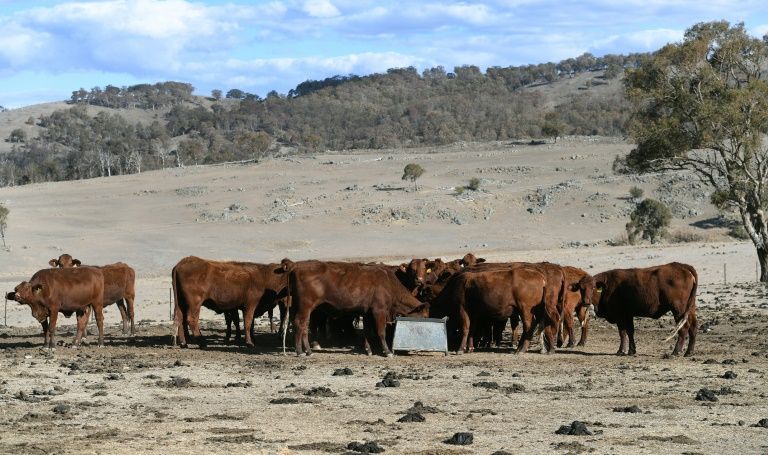 Cattle feeding on a drought-affected farm near Armidale in regional New South Wales. Photo: William West / AFP Photo