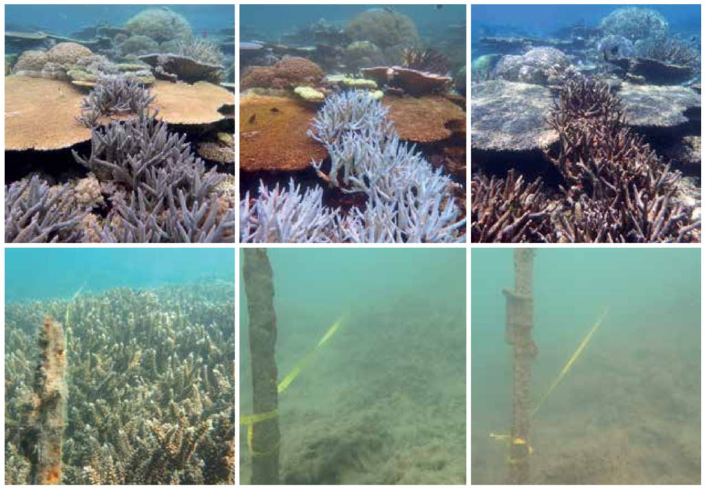 Changes to coral communities in the Great Barrier Reef from disturbances since 2014. Time series photographs depict changes to coral reef habitats due to mass coral bleaching and cyclone Debbie. First row: Opal Reef in the northern Great Barrier Reef before, during and after the 2016 mass bleaching event. (left to right: September 2015, April 2016, November 2016). High mortality of all coral types was observed, with turf algae growing over dead coral skeletons. Second row: Double Cone Island in the Whitsundays area of the Great Barrier Reef in 2014, post-cyclone Debbie in 2017 and mid-2018 (left to right). This inshore reef monitoring site exhibited a 97 per cent reduction in coral cover and removal of coral structure by destructive waves. Photo: Taylor Simpkins / Australian Institute of Marine Science