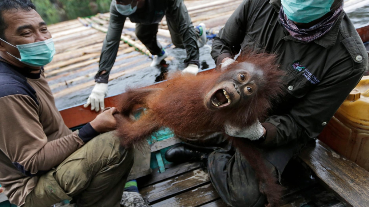 Conservationists from Borneo Orangutan Survival Foundation hold a baby orangutan rescued along with its mother during a rescue and release operation for orangutans trapped in a swath of jungle destroyed by forest fires in Sungai Mangkutub, Central Kalimantan, Indonesia. Photo: Quartz