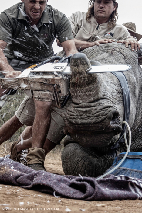 This image, “Desperate Measures”, won photographer Neville Ngomane the Environmental Photographer of the Year 2019 award in the “Young Environmental Photographer of the Year” category. It shows a rhino being de-horned in an attempt to protect it from being poached. With the current severe level of poaching, experts recommend that rhinos should be dehorned every 12-24 months to effectively deter hunters. The photographer left the comment “This was not an easy watch.” Photo: Neville Ngomane