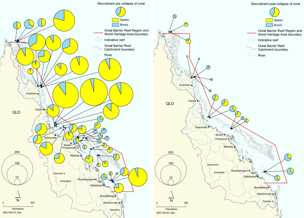 Map showing coral recruitment along the 2300 km length of the Great Barrier Reef before and after consecutive mass bleaching events in 2016 and 2017. Graphic: Great Barrier Reef Marine Park Authority