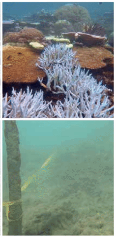 Top: Opal Reef in the northern Great Barrier Reef before, during and after the 2016 mass bleaching event. (left to right: September 2015, April 2016, November 2016). Bottom: Double Cone Island in the Whitsundays area of the Great Barrier Reef in 2014, post-cyclone Debbie in 2017 and mid-2018 (left to right). Photo: Taylor Simpkins / Australian Institute of Marine Science