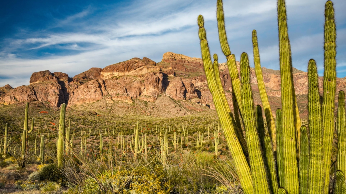 The Organ Pipe Cactus national monument, in southern Arizona, is a federally protected wilderness area and Unesco-recognized international biosphere reserve. Trump’s border wall will traverse the entirety of the southern edge of Organ Pipe Cactus national monument. Photo: Marek Zuk / Alamy