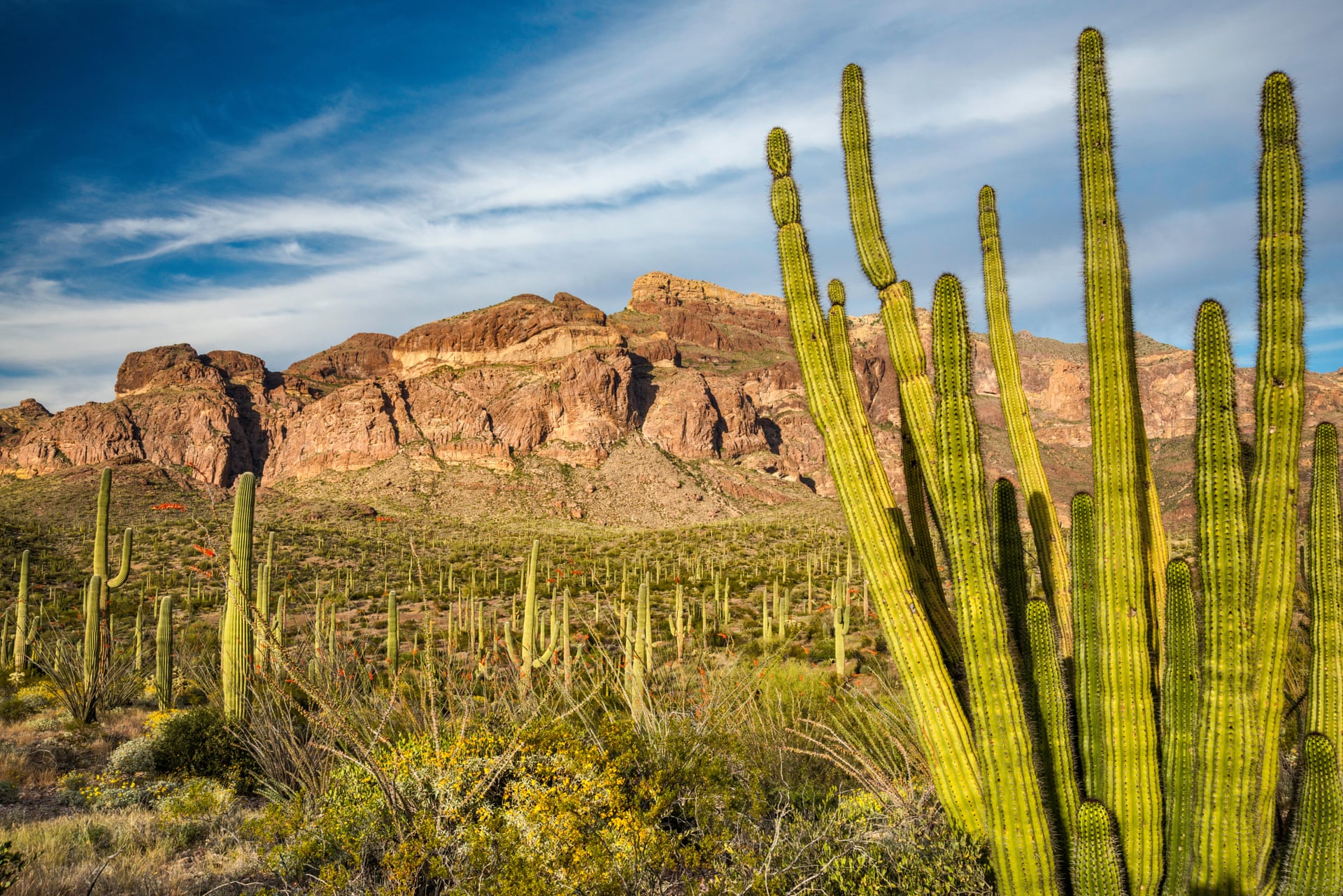 The Organ Pipe Cactus national monument, in southern Arizona, is a federally protected wilderness area and Unesco-recognized international biosphere reserve. Trump’s border wall will traverse the entirety of the southern edge of Organ Pipe Cactus national monument. Photo: Marek Zuk / Alamy