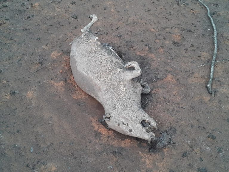 The charred remains of animals have been found in areas affected by wildfires in Bolivia in 2019. Photo: Germain Caballero
