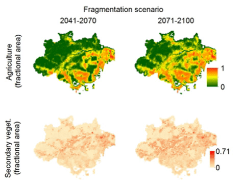 Fractional area of agriculture and secondary vegetation in the Brazilian Amazon under the two analyzed land-use change scenarios (“Sustainability” and “Fragmentation”) by the mid (2041-2070) and the end (2071-2100) of the 21st century. Graphic: Fonseca, et al., 2019 / Global Change Biology