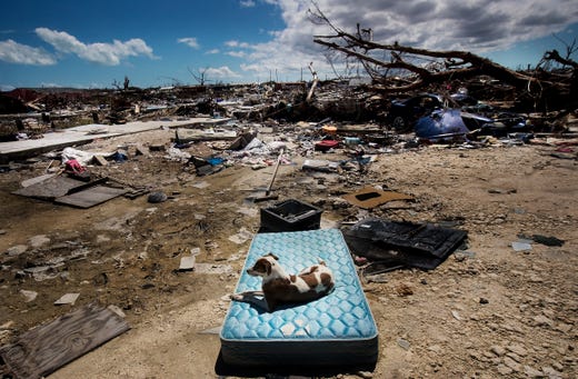 A dog rests on a mattress in the remains of the Mudd community in Marsh Harbour, Bahamas, on 25 September 2019. Three weeks earlier, the Mudd was all but wiped out by Hurricane Dorian. Many fatalities came from the area; many more are expected. Photo: Andrew West / The USA Today Network-Florida
