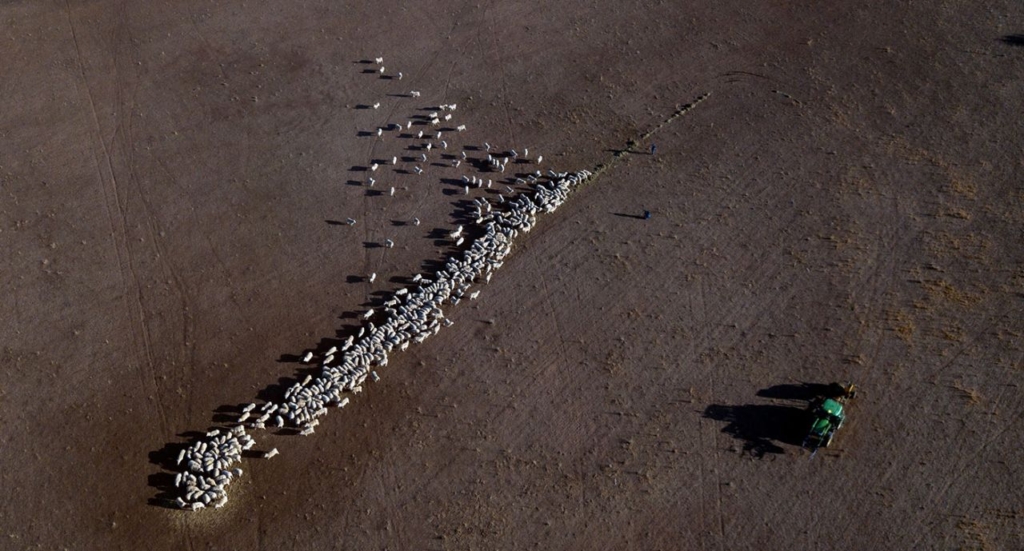 Aerial view of cattle roaming through a dry paddock in the drought-hit area of Quirindi in New South Wales, Australia. Photo: Getty