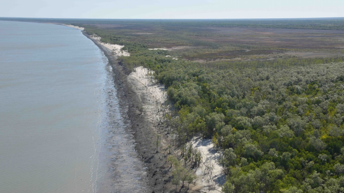 Aerial view of damaged mangroves from a 2019 monitoring trip in the Gulf of Carpentaria. A cascade of impacts including rising sea levels, heatwaves and back-to-back tropical cyclones has created 400km of dead and badly damaged mangroves in the Gulf of Carpentaria. A cascade of impacts including rising sea levels, heatwaves and back-to-back tropical cyclones has created 400km of dead and badly damaged mangroves in the Gulf of Carpentaria. Photo: Norman Duke