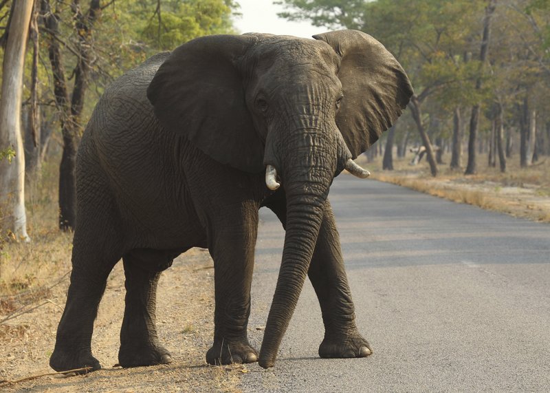 An elephant crosses a road at a national park in Hwange, Zimbabwe, 1 October 2015. At least 55 elephants have starved to death in the past two months in Zimbabwe’s biggest national park as a serious drought forces animals to stray into nearby communities in search of food and water, authorities said Monday 21 October 2019. Photo: Tsvangirayi Mukwazhi / AP Photo