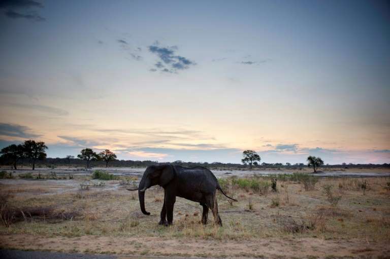 An African elephant in Hwange National Park in Zimbabwe. Photo: Martin Bureau