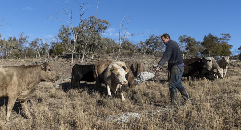 Angus Attkinson works on his drought-stricken farm in New South Wales, Australia feeding hungry cattle a mix of cotton seeds and hay Photo: Getty