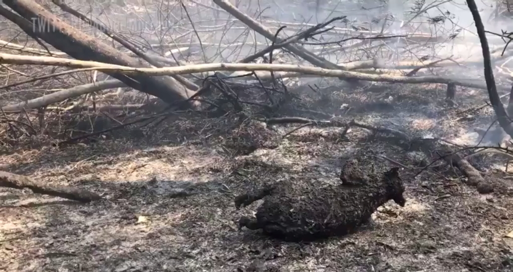 Body of a dead koala killed by forest fire Australia’s east coast, 30 October 2019. Photo: The Mirror
