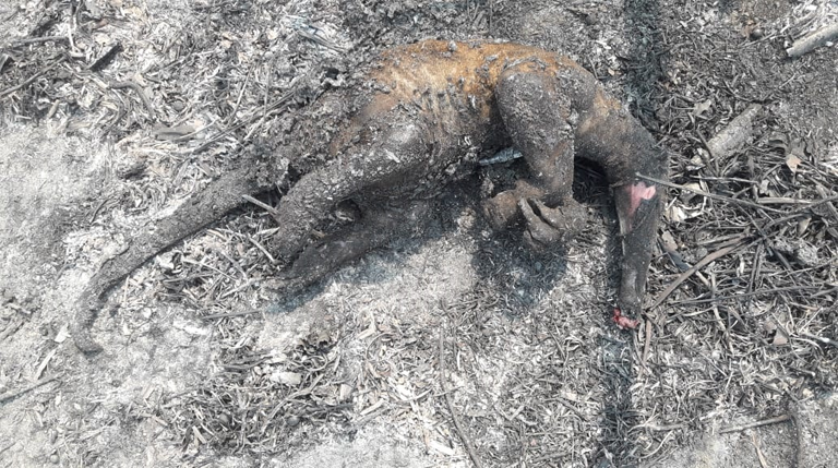 The body of an anteater in Otuquis National Park that was burned to death by the intentionally set forest fires in Bolivia in the summer of 2019. Photo: Franklin Martinez / Mongabay