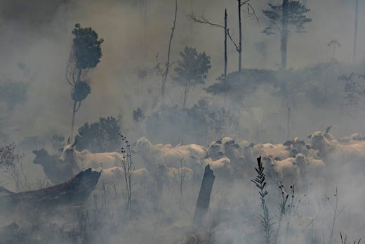 A herd of cattle stand in smoke from the fires at the Nova Fronteira region in Novo Progresso, Brazil on 3 September 2019. Photo: Leo Correa / AP