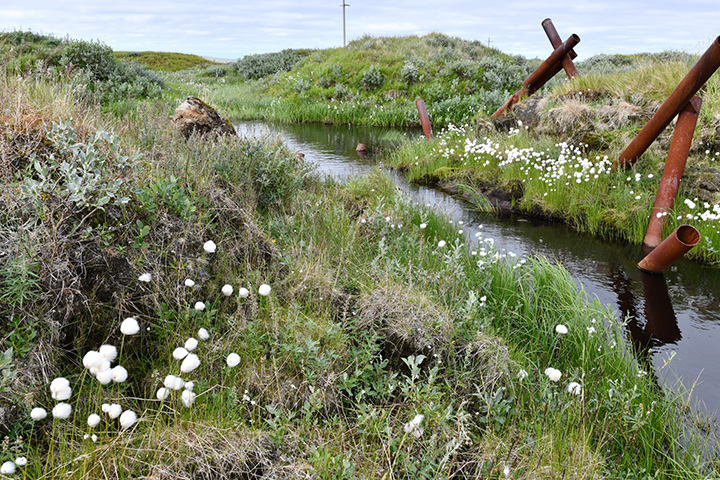 A collapsed pipe pokes through melted permafrost at a deserted military base in Western Siberia above the 70th parallel, only 1000 miles away from the North Pole. Cotton grass flowers bloom in the newly emerging meadow. Photo: Sergey Loiko / Tomsk State University