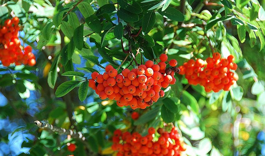 The Crimean Rowan, a Sorbus species endemic to Crimea, has been found to be endangered. Overall, three-quarters of Europe’s Sorbus species are threatened with extinction. Photo: Pixabay