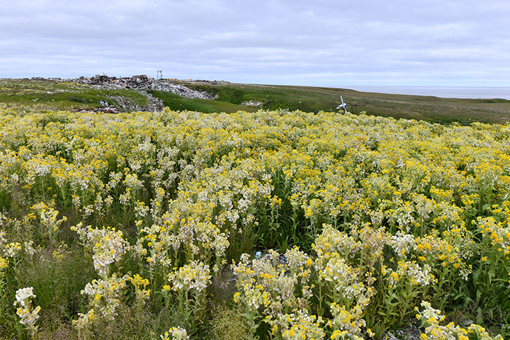 Flowers grow in new meadows in Western Siberia above the 70th parallel, only 1000 miles away from the North Pole. An expedition organised by Tomsk State University in the summer of 2019 found oases of rich vegetation formed in places of actively thawing permafrost. Russian scientists were surprised to find carpets of herbs and flowers, with daisies, dandelions, polar poppies, horsetail, several types of wormwood, cereals, and even willow growing in Arctic “oases”. Photo: Sergey Loiko / Tomsk State University
