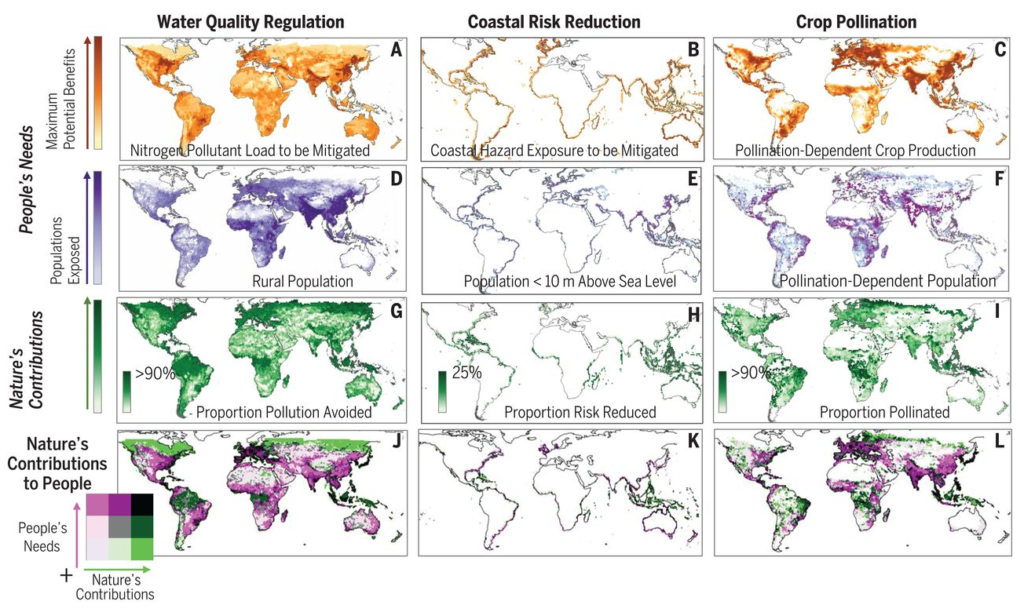 Global variability in nature’s contributions to people, for water quality regulation, coastal risk reduction, and crop pollination. These are quantified in terms of (A to C) (row 1) maximum potential benefits; (D to F) (row 2) population exposed to benefits or threats (rural population with presumed lower access to water treatment, coastal population falling within 0 to 10 m above mean sea level, and population whose nutritional requirements are not solely met by pollination-independent crop production within 100 km); (G to I) (row 3) nature’s contribution to providing potential benefits (proportion of pollution avoided because nitrogen was retained by vegetation, proportion of coastal risk reduced by coastal habitat, and proportion of crop pollination needs met); and (J to L) (row 4) nature’s contribution to people, depicted as combined ranks of humanity’s need (derived from combined ranks of pixels in maps from rows 1 and 2, in pink) and nature’s contribution (ranked from row 3 in green), with black indicating the highest overlap. Graphic: Chaplin-Kramer, et al., 2019 / Science