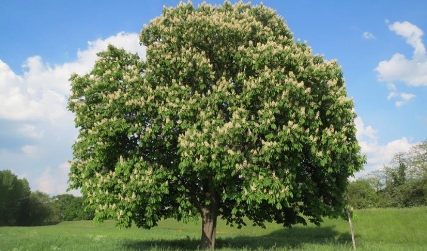 The iconic Horse chestnut (Aesculus hippocastanum) is widely found across Europe. It has been assessed as Vulnerable following declines caused by the leaf-miner moth (Cameraria ohridella). The leaf-miner moth, an invasive species which originated in isolated, mountainous regions of the Balkans, has since invaded the rest of Europe. It damages horse-chestnut tree leaves, adding to pressures from logging, forest fires and tourism. Photo: Pixabay