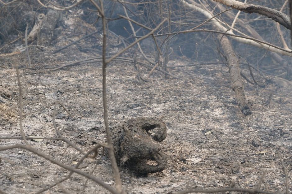 This koala was found in burnt bushland in prime koala habitat, near the village of Lake Cathie, after fire swept through the Lake Innes Nature Reserve in New South Wales, Australia in October 2019. Photo: Emma Siossian / ABC Mid North Coast
