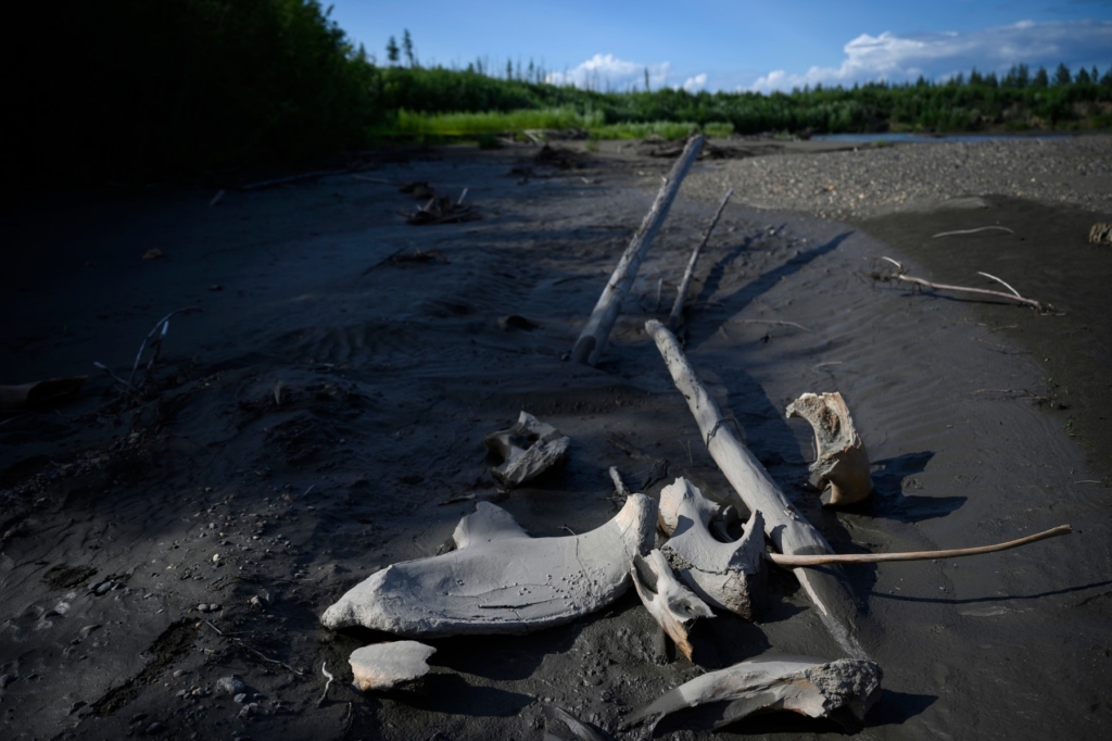Mammoth bones that could be tens of thousands of years old are strewn near the Kolyma River in Siberia. They probably were discarded by poachers in favor of valuable tusks. Photo: Michael Robinson Chavez /  The Washington Post