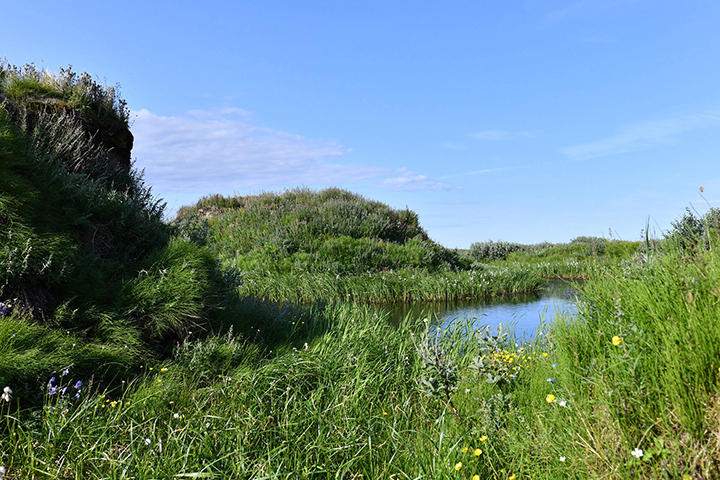 Mounds of soil, the remains of melted permafrost, hang over a pond, as flowers grow in new meadows in Western Siberia above the 70th parallel, only 1000 miles away from the North Pole. Photo: Sergey Loiko / Tomsk State University